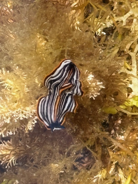 A small black flatworm with white and orange stripes glides over yellowish-brown seaweed underwater.