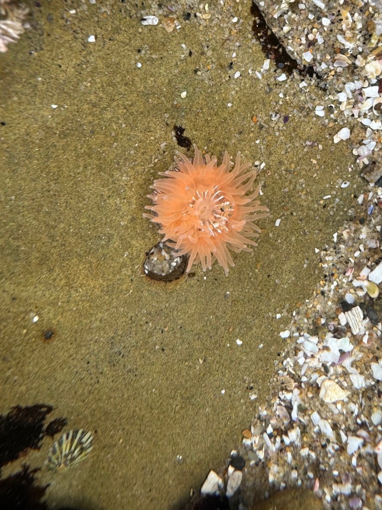 A small, orange sea anemone with delicate, spiky tentacles sits on wet sand near scattered shells and small pebbles in a shallow tide pool.