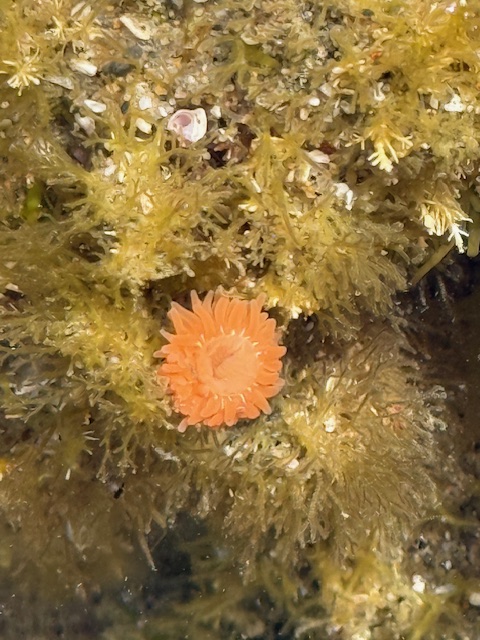 A small, bright orange sea anemone with layered tentacles is attached to a rock covered in greenish-yellow algae and tiny marine growths underwater.