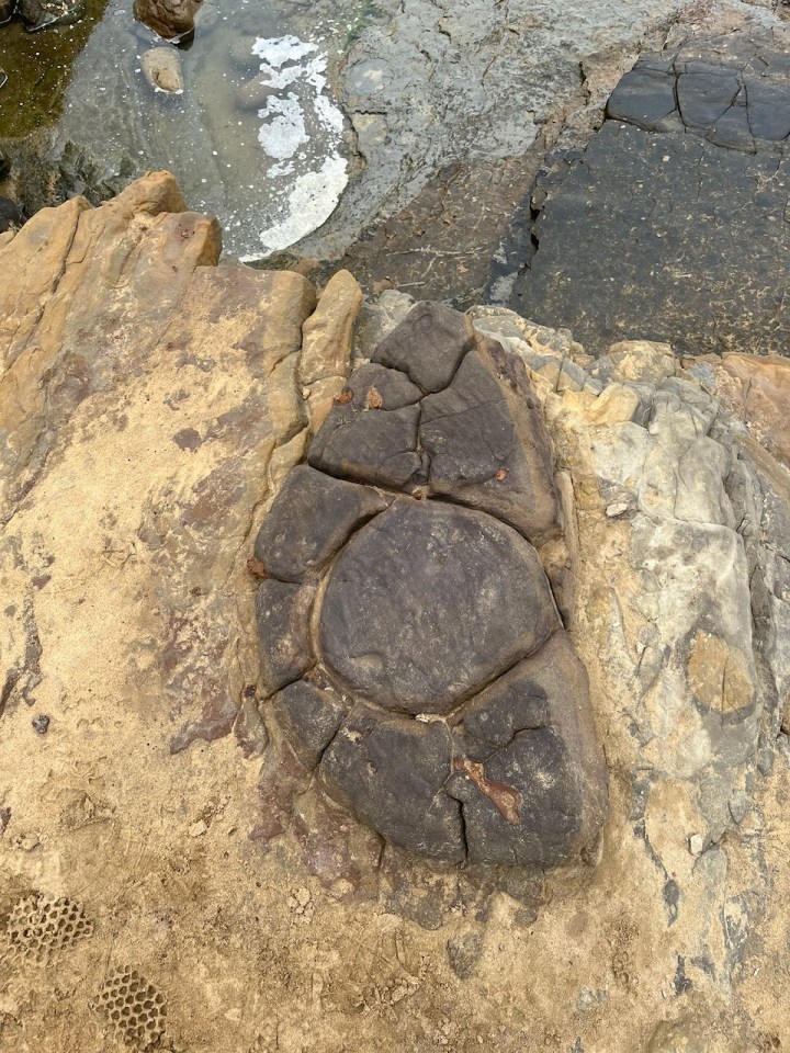 A large, round rock formation with cracks lies embedded in sandy stone near shallow water, resembling a giant fossilized turtle shell.