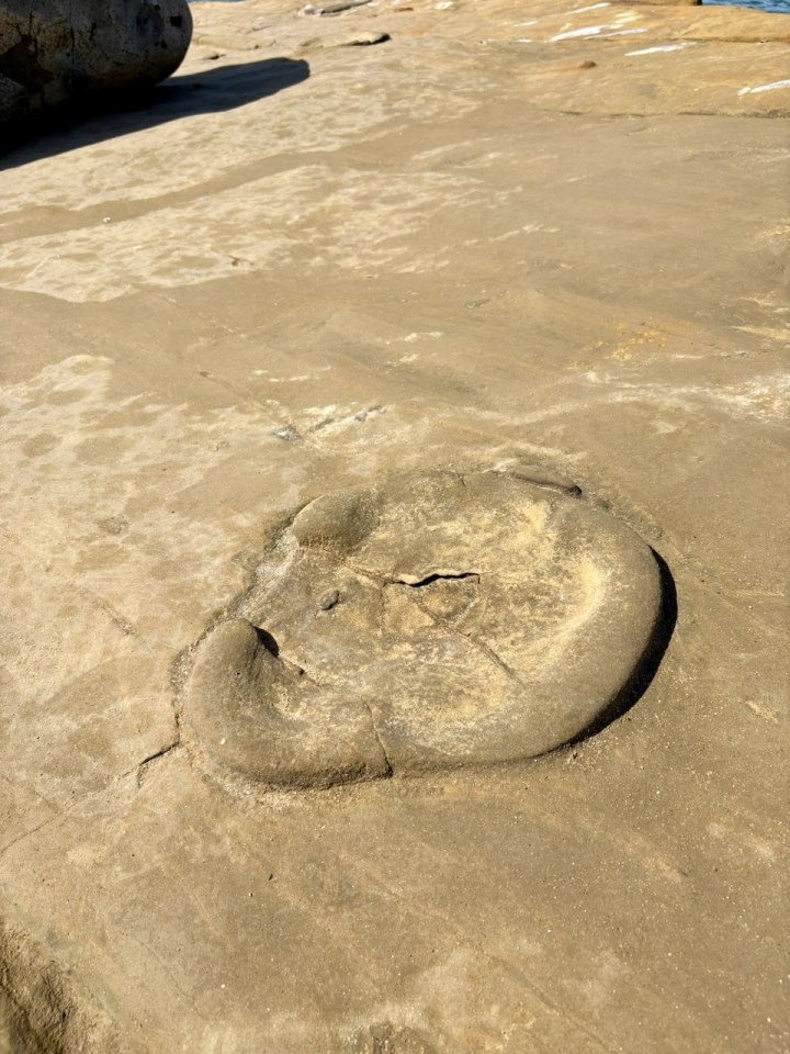 A round, slightly raised rock formation is embedded in a flat, sandy stone surface, with cracks and weathered textures under bright sunlight.