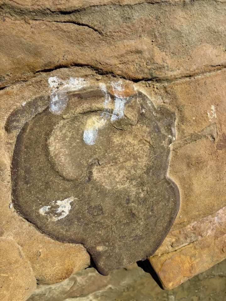 A smooth, dark brown rock concretion embedded in lighter tan sandstone, forming a rounded, irregular shape with a few white streaks and patches on its surface.