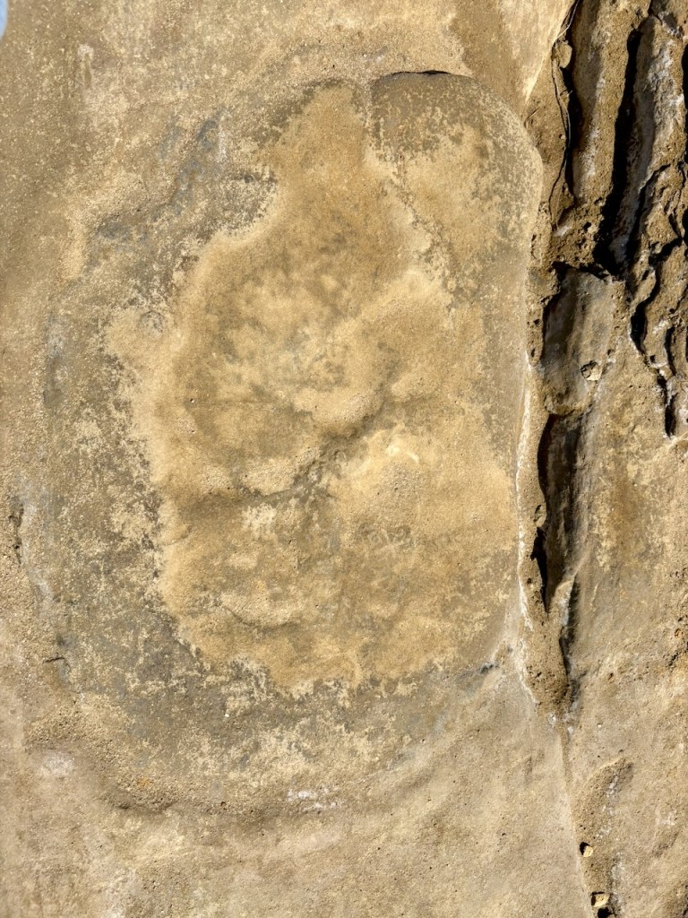 A rough, sandy rock surface with a large, circular, slightly raised patch in the center, surrounded by irregular textures and cracks.
