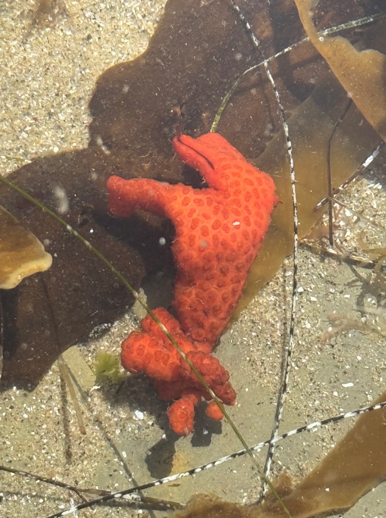 A bright orange, bumpy sea sponge lies underwater on sandy seabed, surrounded by brown seaweed and thin green seagrass strands.