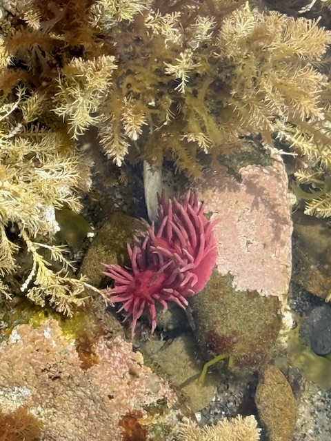 Hopkins Rose Nudibranch Alt Text: A bright pink sea slug with spiky fronds rests on rocks in a tide pool, surrounded by golden-brown seaweed and patches of pink algae.