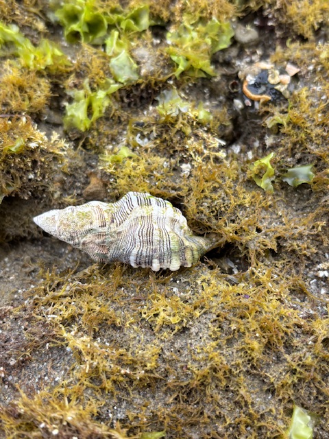 A ridged, spiral seashell lies on wet sand surrounded by green and brown seaweed. Its surface has wavy stripes and muted shades of tan, gray, and green.