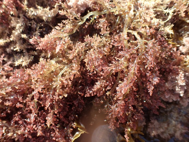 cluster of reddish-brown seaweed with branching, feathery fronds glistens in sunlight against a rocky, wet background.