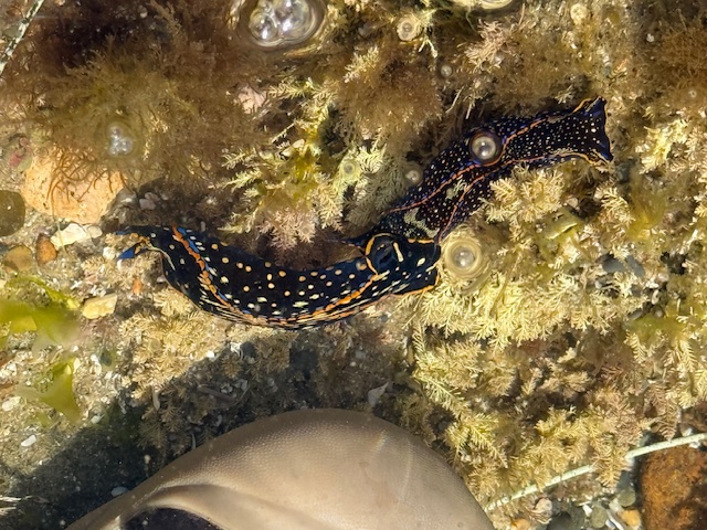 Two colorful sea slugs with dark bodies, orange spots, and blue edges are crawling closely together on algae-covered rocks in shallow water near a shoe tip.