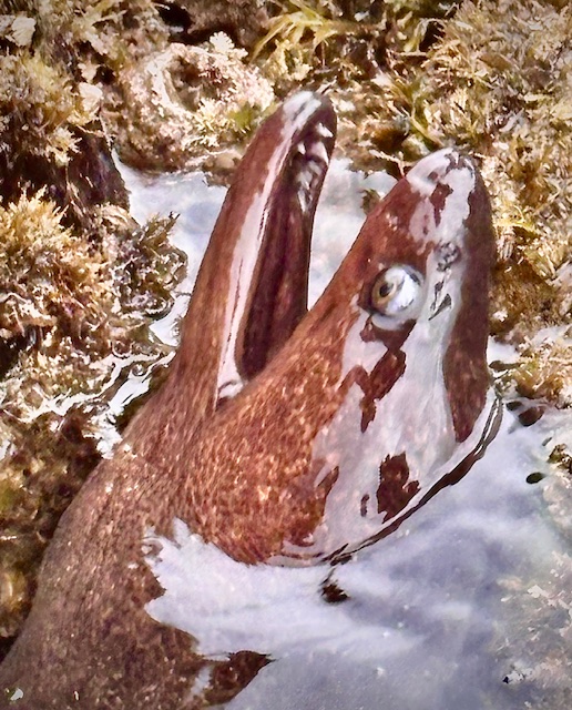 A brown moray eel with mottled dark spots pokes its head from the water among rocks and seaweed, mouth slightly open and eye visible.