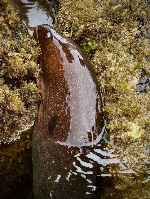 A brown moray eel rests partially submerged in shallow water, nestled between moss-covered rocks with its head and upper body visible.