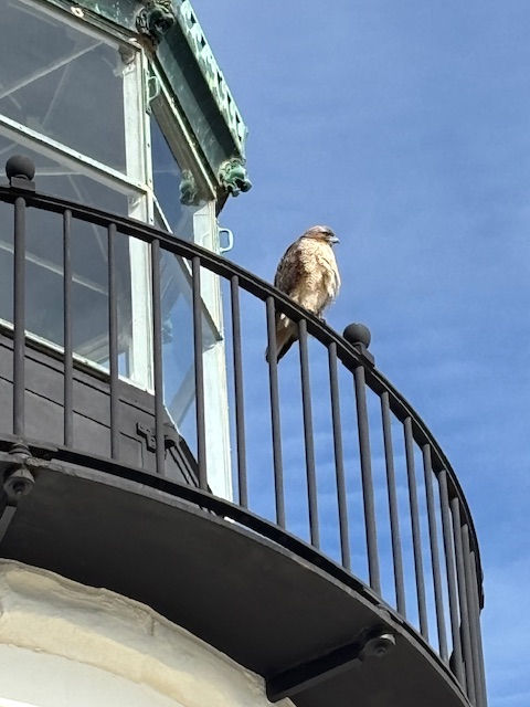 A red-tailed hawk perches on the black railing of a lighthouse balcony against a clear blue sky.