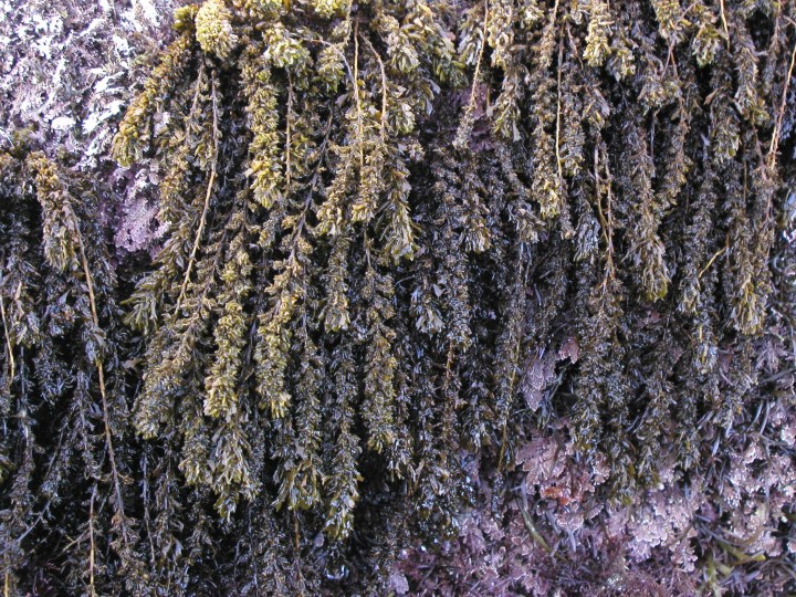 Dark green and brown seaweed hangs in wet, dense clusters from a rock, with some purple algae visible beneath. The seaweed strands are long, textured, and draping.