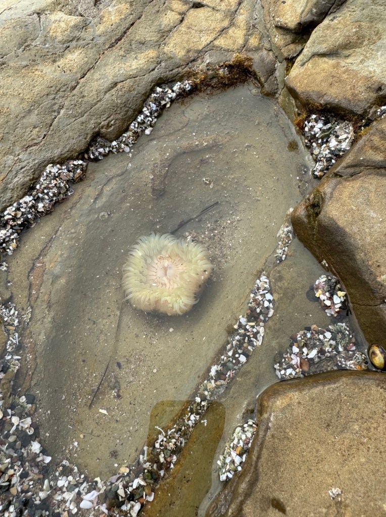 A single pale sea anemone rests in a shallow tide pool surrounded by rocks and small shells, with clear water revealing sandy and rocky textures beneath.
