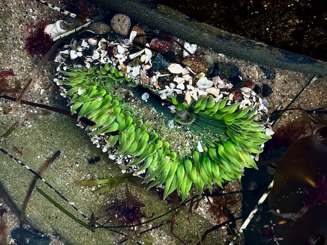 A bright green sea anemone with shell fragments clinging to its tentacles rests on wet sand among seaweed and small rocks in a tide pool.
