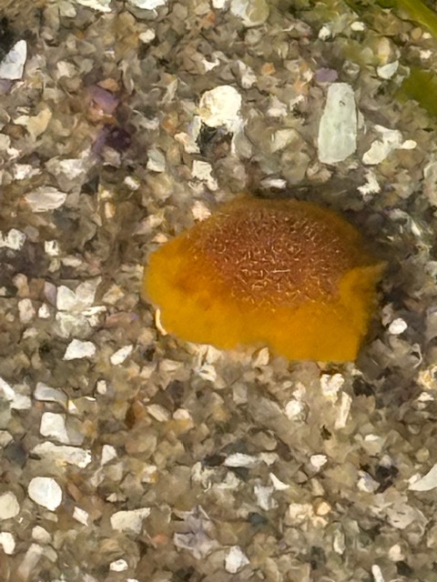 A small, bright orange sea slug with a bumpy texture sits on coarse, multicolored sand and tiny shell fragments.