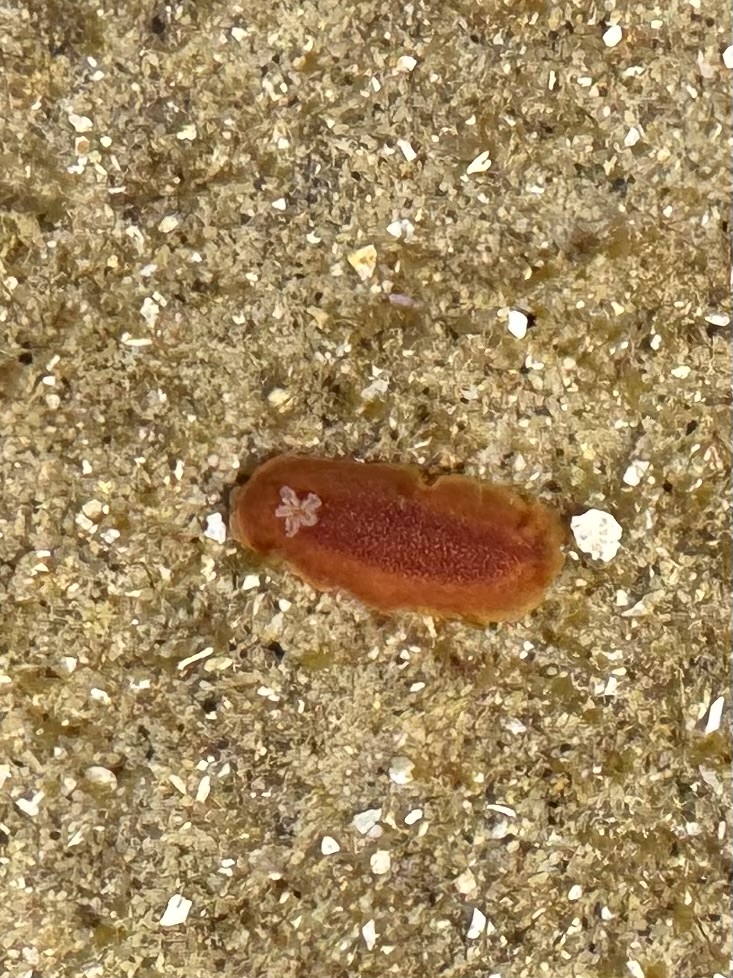 A small, reddish-orange sea slug lies on coarse, sandy ground. Its body is oval with a textured center and a tiny flower-like shape near one end.
