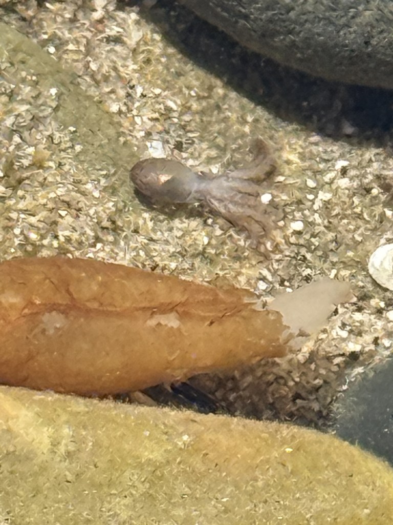 tiny baby octopus clings to a rocky surface underwater, blending with the sand and shells around it, next to a large brown sea sponge and other stones.
