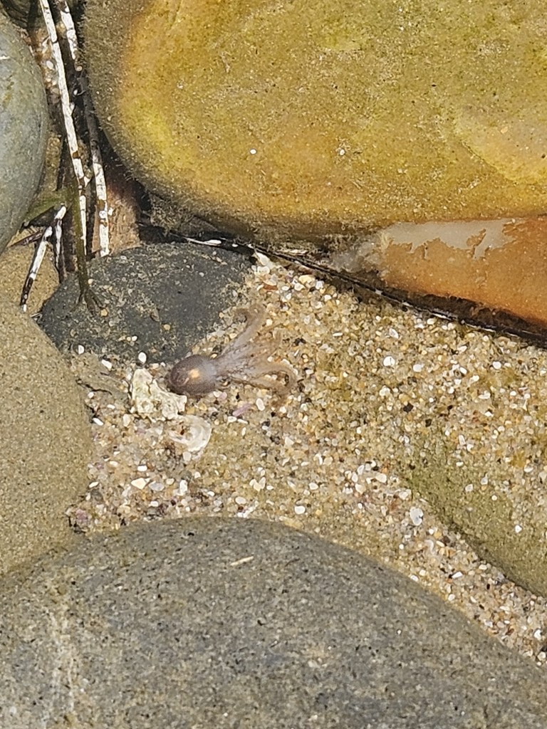 A tiny baby octopus rests on wet sand among smooth rocks, blending in with its surroundings in a shallow tide pool.