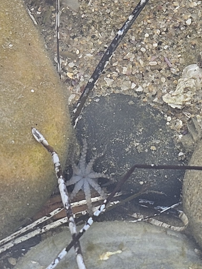 A tiny gray octopus hides among rocks and sand underwater, with one arm stretched out while twigs and pebbles surround it.