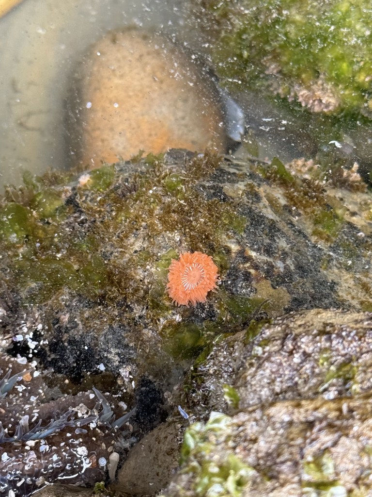 A small bright orange sea anemone clings to a mossy rock in a shallow tide pool, surrounded by green algae and other marine life.