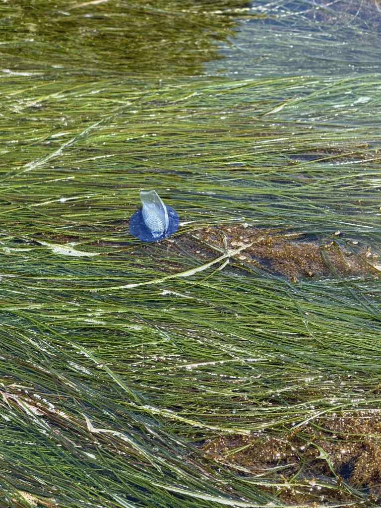 A small blue jelly-like creature with a translucent sail floats among long green seagrass in shallow, sunlit water.