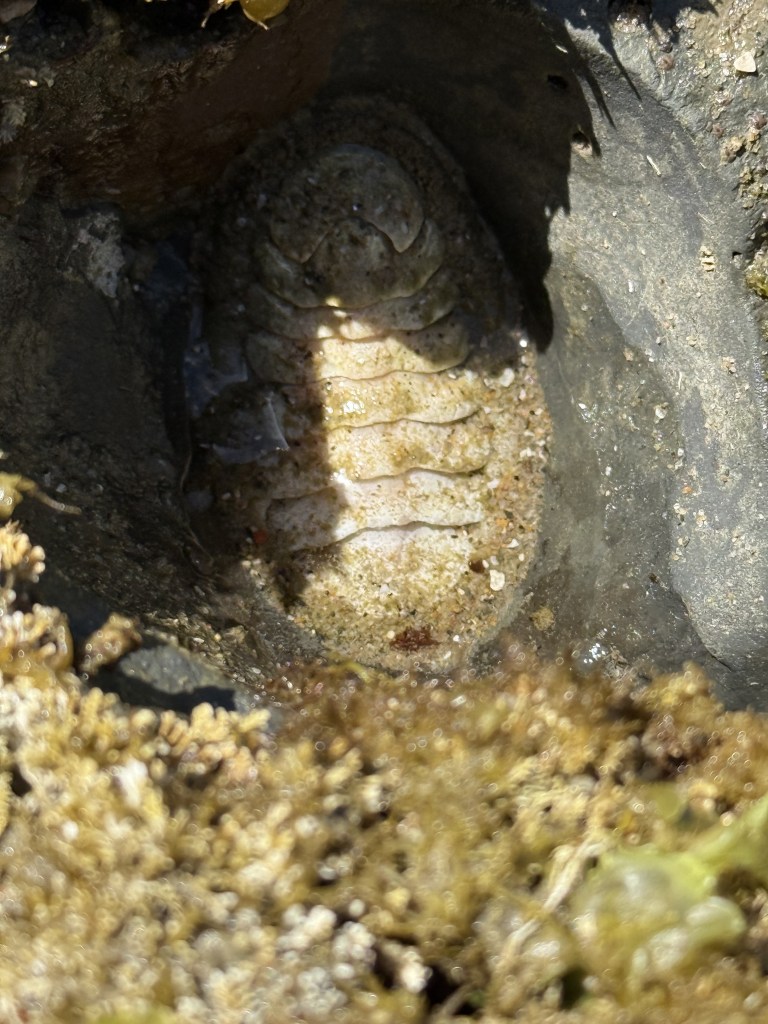 A small, oval chiton clings tightly to a rock in a tide pool, its segmented shell blending with the wet, sandy surface and surrounded by bits of seaweed and barnacles.