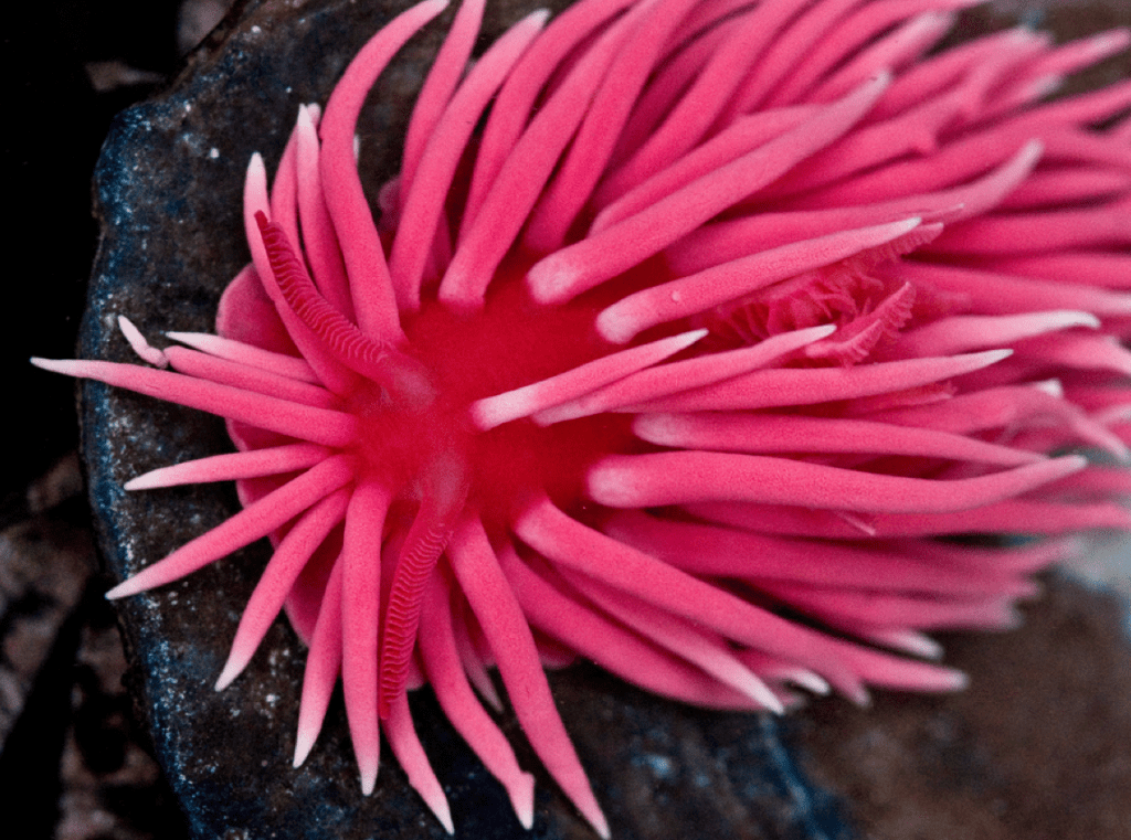 A bright pink sea anemone with long, soft tentacles spreads out like a flower on a dark rock underwater.