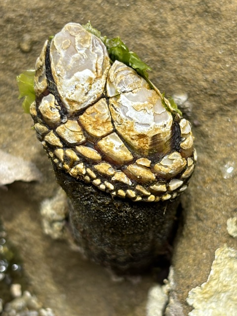 A close-up of a gooseneck barnacle attached to a rock, with a dark, tube-like stalk and overlapping tan and brown shell plates, surrounded by bits of green seaweed.