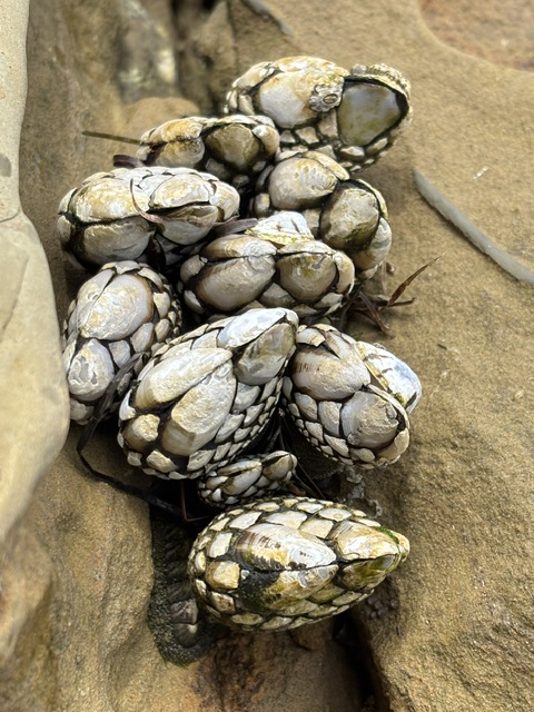 A cluster of gooseneck barnacles with rough, white and gray shells clings tightly to a brown, wet rock in a coastal setting.