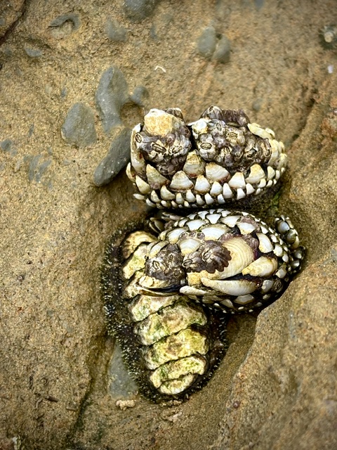 Cluster of rough, cone-shaped gooseneck barnacles and a greenish chiton cling tightly to a sandy, textured rock surface in a shallow tide pool crevice.