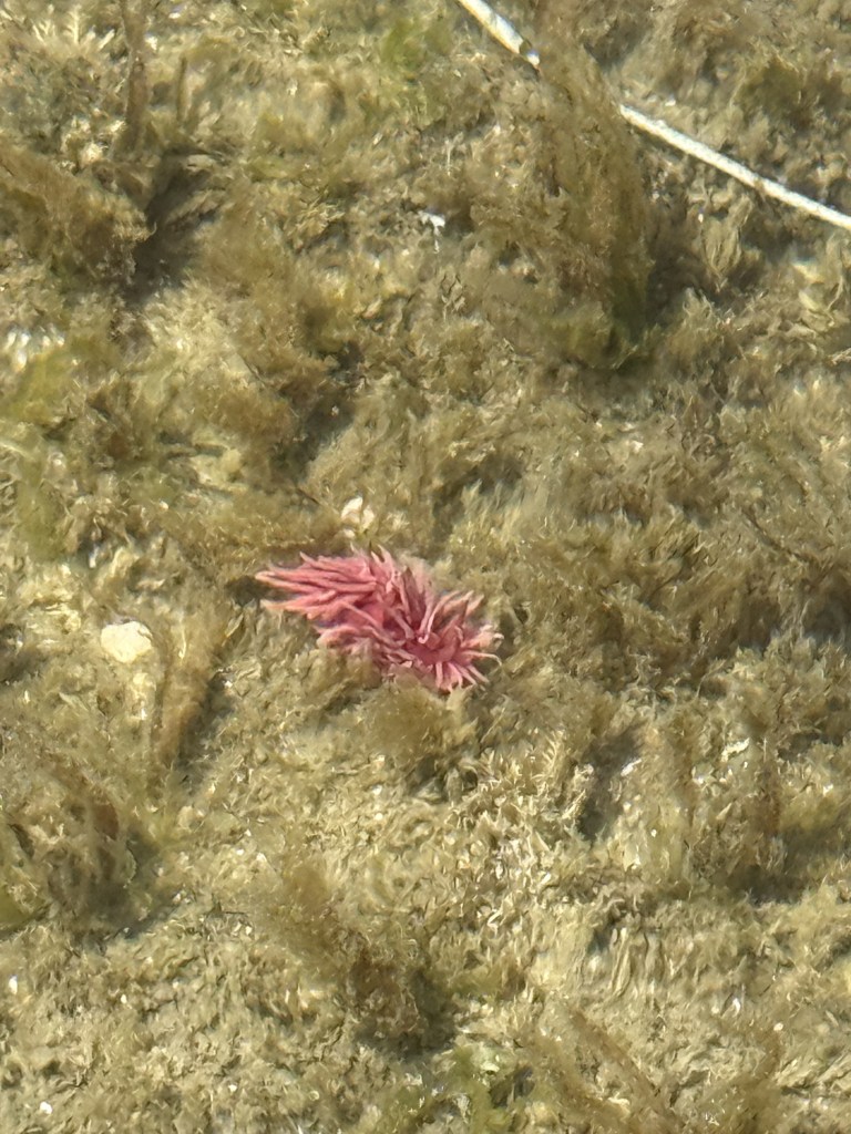 A small bright pink sea slug with spiky fronds rests on a bed of greenish-brown underwater algae.