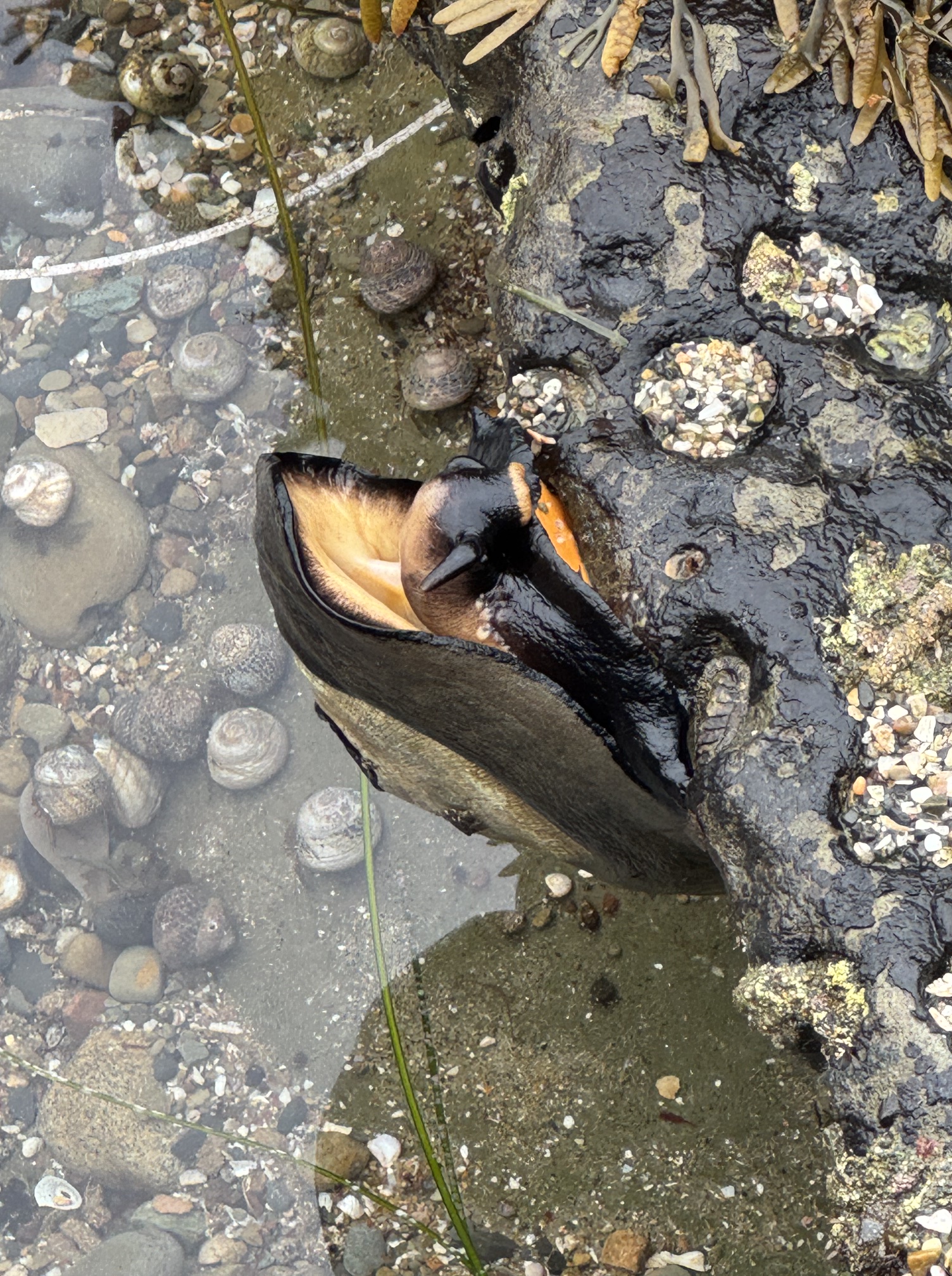 A large dark marine snail clings to a wet rock in a shallow tide pool, surrounded by small snails, pebbles, and seaweed.