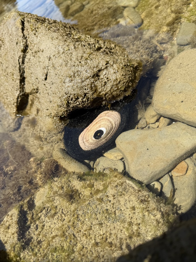 A keyhole limpet clings to a rock underwater in a shallow tide pool, surrounded by smooth stones and patches of green and brown algae.
