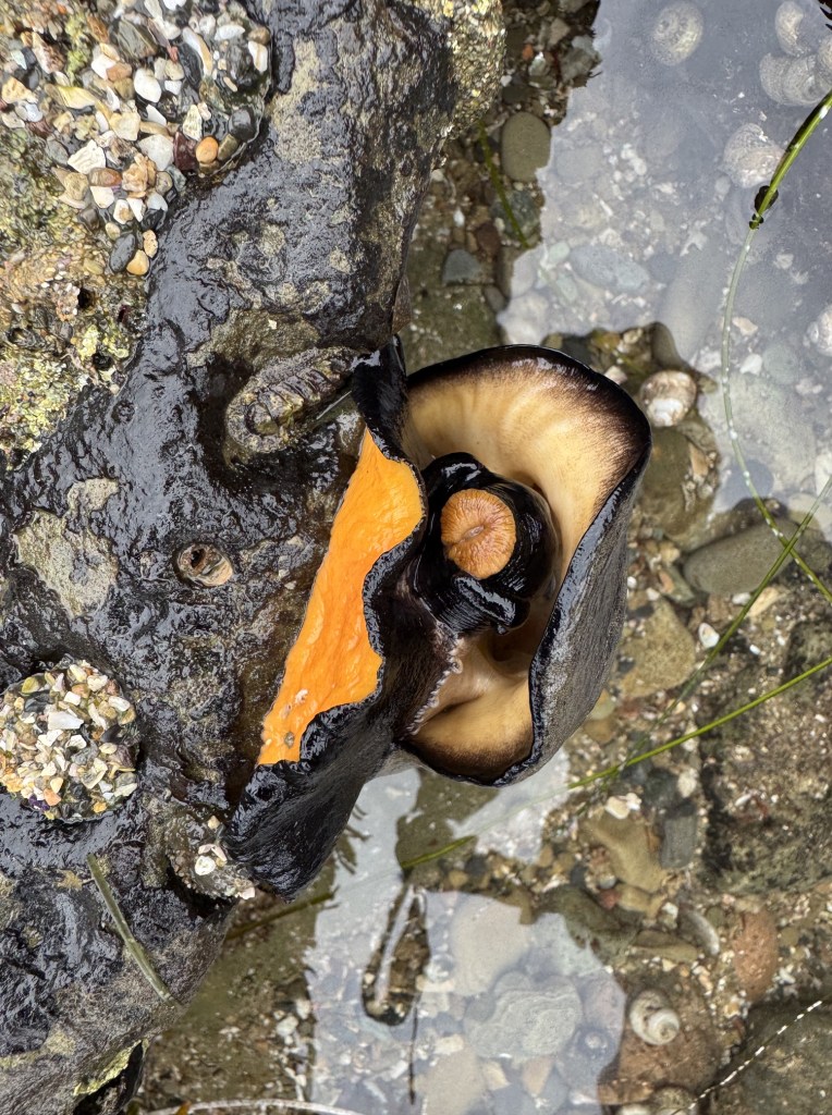 A large black and orange sea snail clings to a wet rock in a tide pool, with its soft body and shell partially exposed among pebbles and small shells.