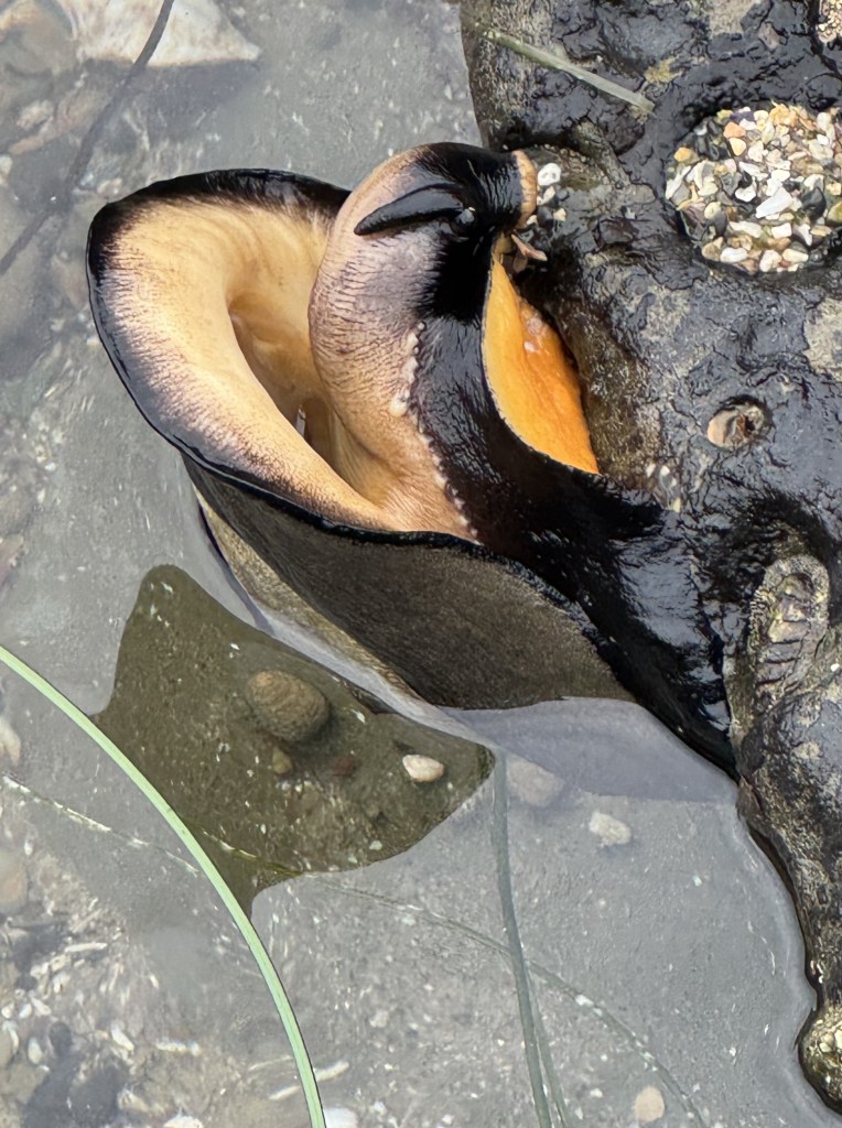 large black and tan sea snail clings to a wet rock in shallow water, with its smooth, curved body and bright orange interior partially exposed.