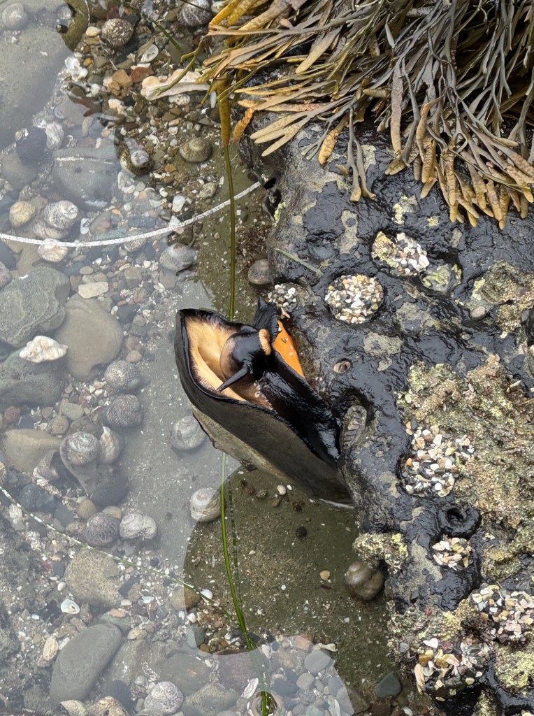 A black mussel shell is wedged open on a rocky tide pool, with seaweed above and small snails scattered on the rocks and in the shallow water.