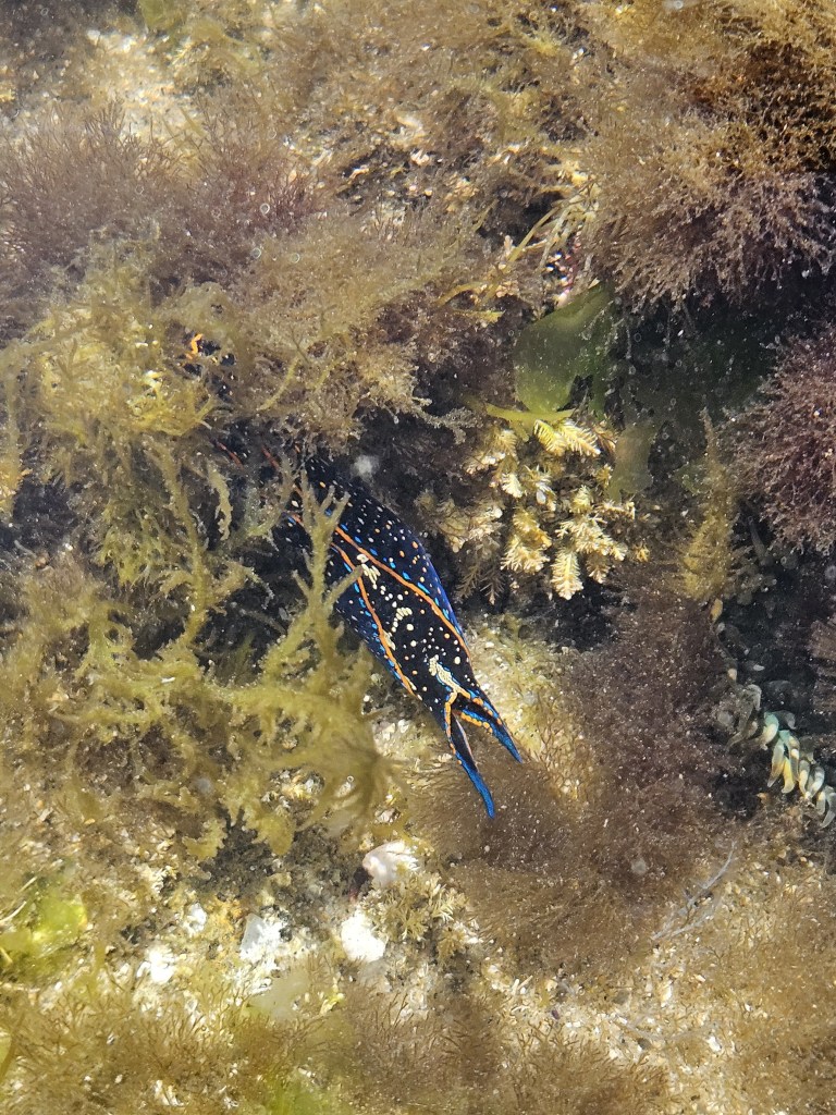 A dark blue sea slug with bright orange and blue stripes and white spots glides among brown and green underwater seaweed and algae.