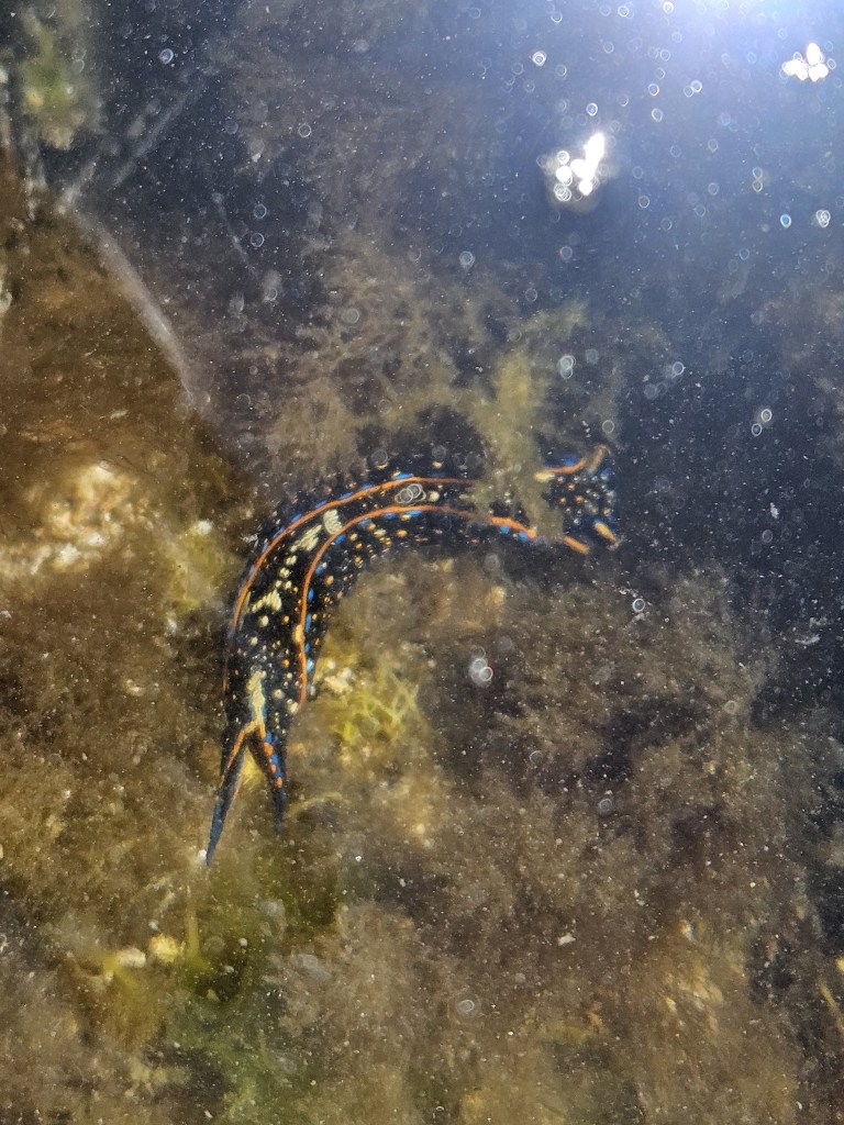 A black sea slug with bright orange and blue stripes and yellow spots glides over algae-covered rocks in shallow water.