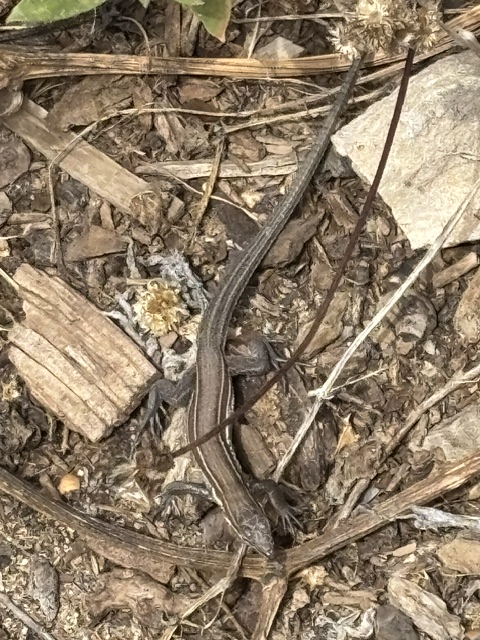 A small brown lizard with a long tail and faint light stripes rests on dry leaves, twigs, and scattered pieces of wood on the forest floor.