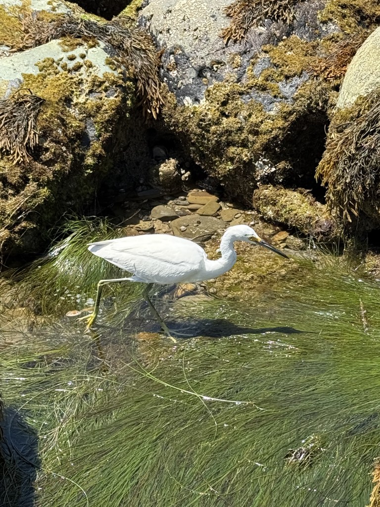 A white egret wades through shallow water with green seagrass, surrounded by mossy rocks in bright sunlight.