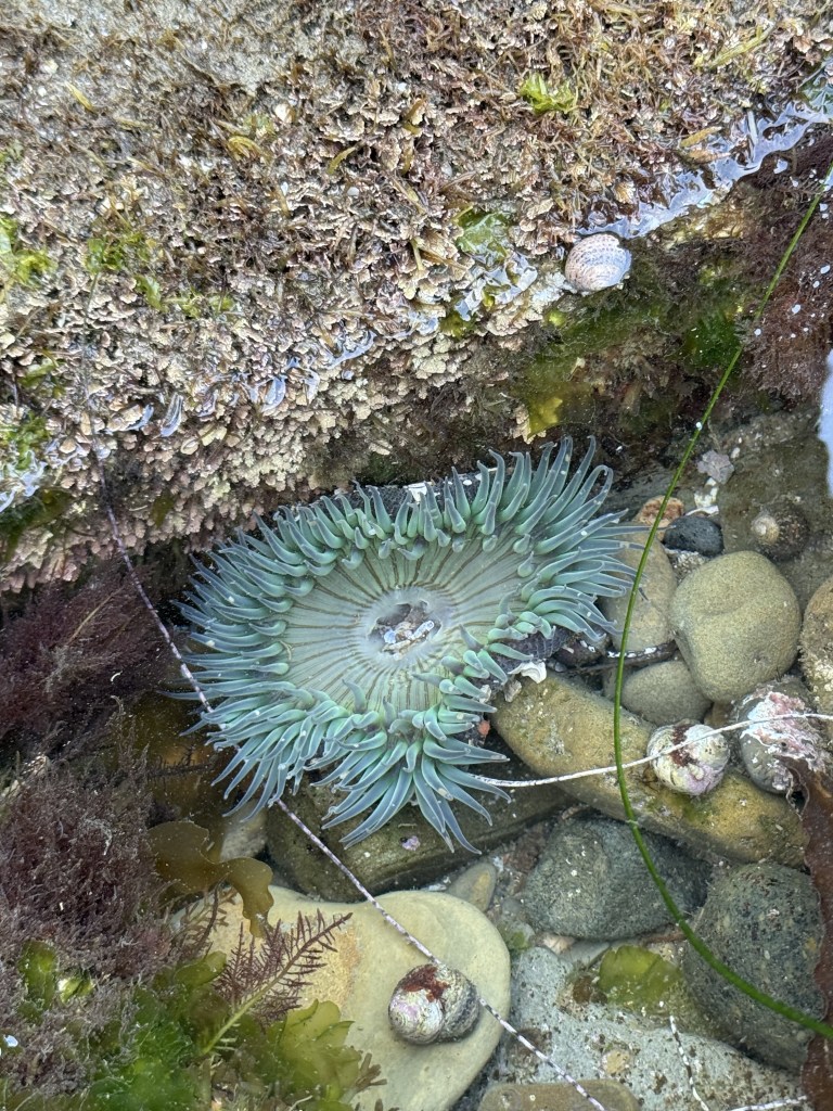 A green sea anemone with long tentacles sits in a shallow tide pool surrounded by rocks, algae, small shells, and seaweed.