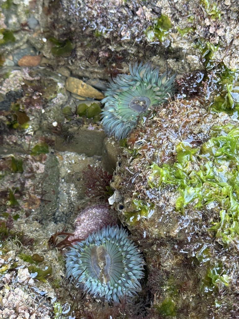 Two green sea anemones with blue-tipped tentacles cling to wet, rocky tidepool surfaces, surrounded by brown, red, and green seaweed.