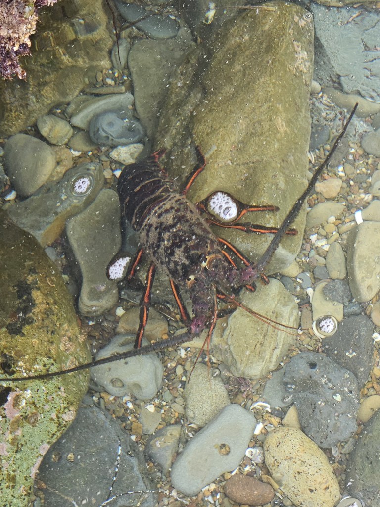 A spiny lobster with long antennae and reddish legs rests on rocky, shallow water surrounded by smooth stones and pebbles.