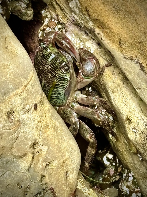 A small green and brown crab with striped legs is nestled tightly between two tan rocks, partially hidden in a crevice.