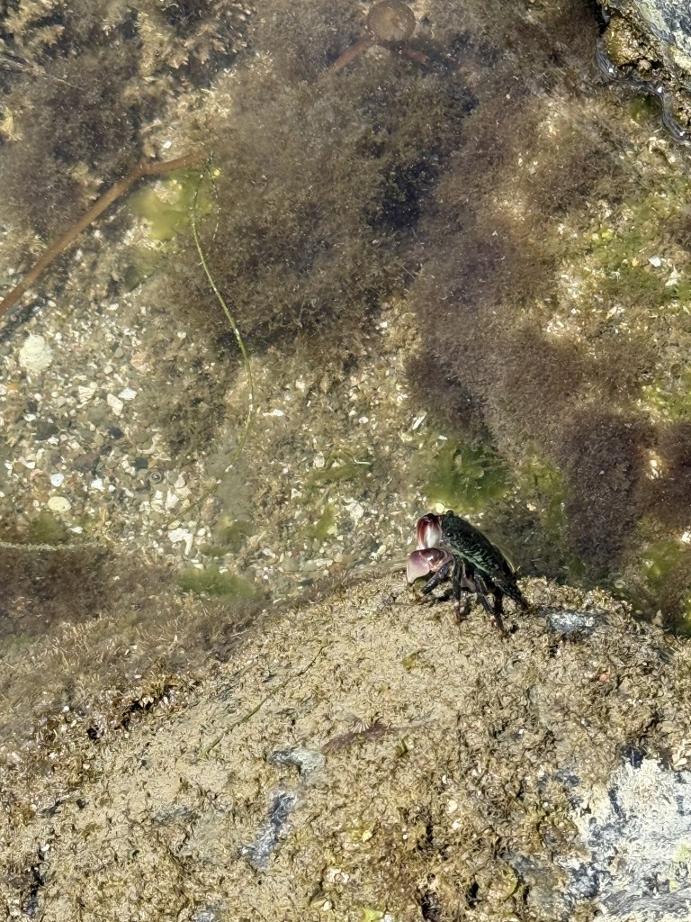 A small dark crab with purple claws rests on a rock in a shallow tide pool, surrounded by murky water, algae, and bits of sand and gravel.
