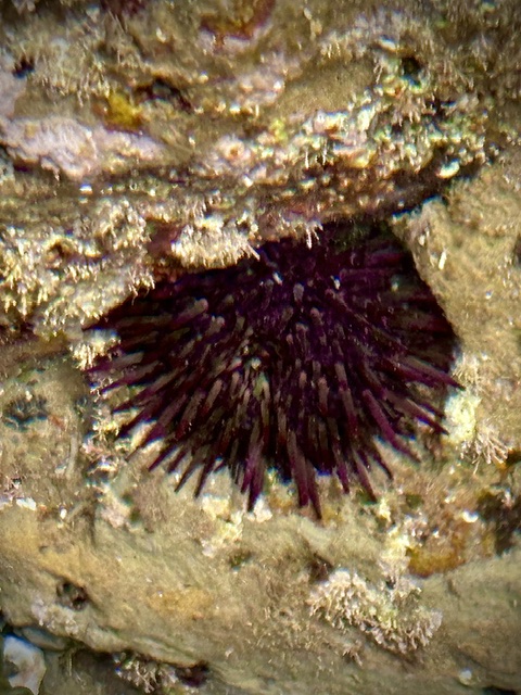A dark purple sea urchin with long spines is nestled in a rocky crevice surrounded by rough, textured surfaces and patches of small marine growth.