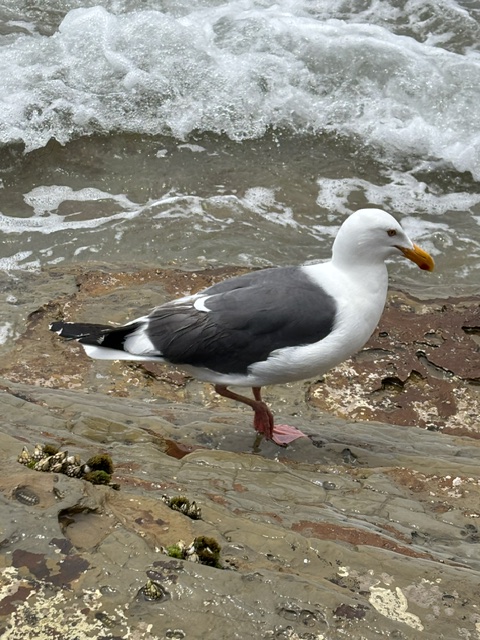 A large gull with a white head and body, dark gray wings, and pink legs stands on a rocky shore near foamy ocean waves. Its yellow beak has a small red spot near the tip.