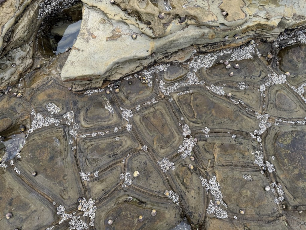 A rocky tide pool with cracked, patterned stone surfaces, small barnacles, and scattered tiny snails along the wet rock edges.