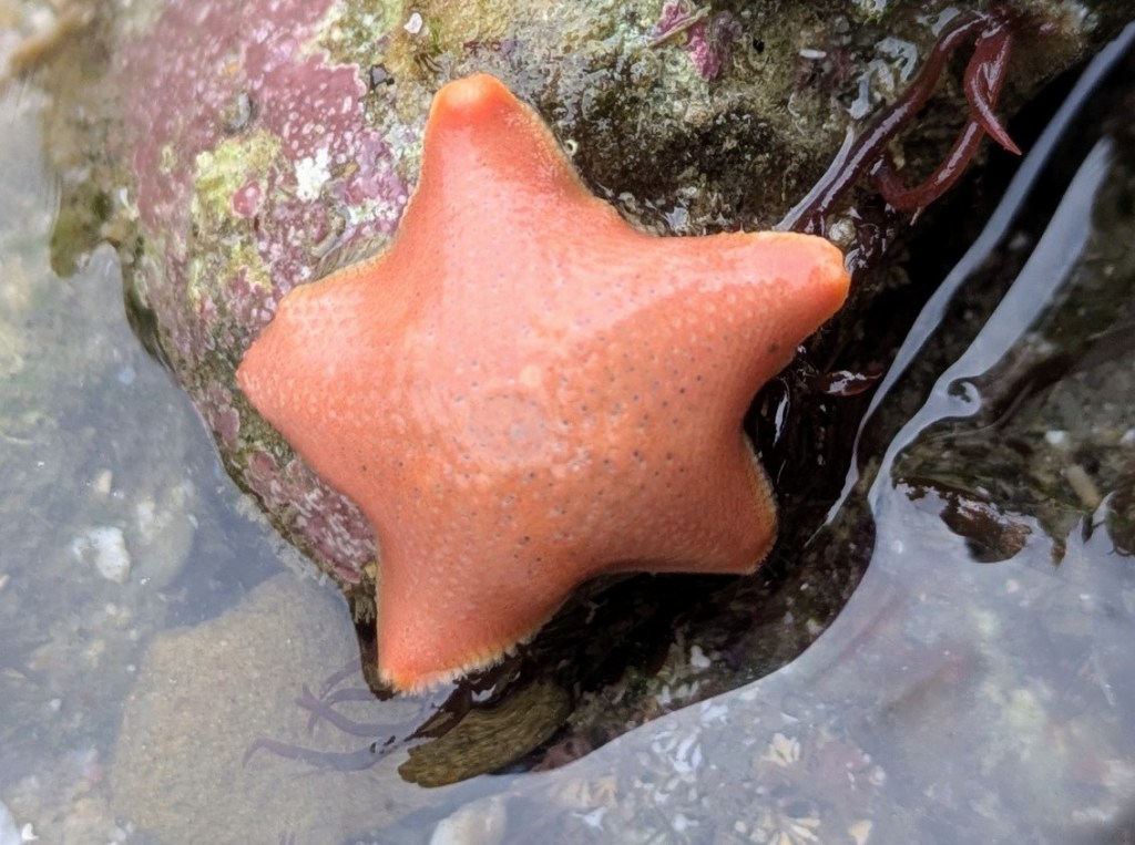 An orange starfish clings to a wet, rocky surface with seaweed nearby.