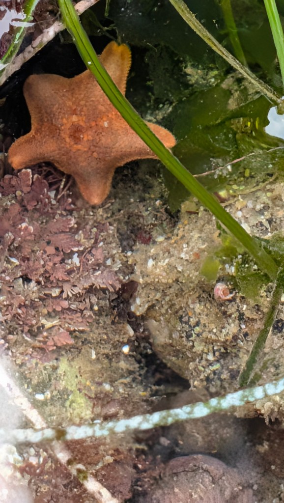 An orange, five-armed bat star rests in shallow water among green seaweed, brown algae, and small rocks on the sandy ocean floor.